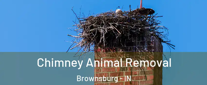  Chimney Animal Removal Brownsburg - IN