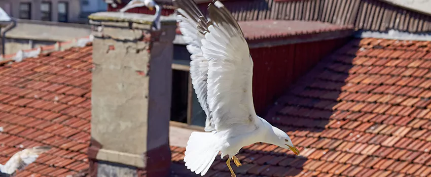 Residential Chimney Animal Removal Solution in Brownsburg, IN